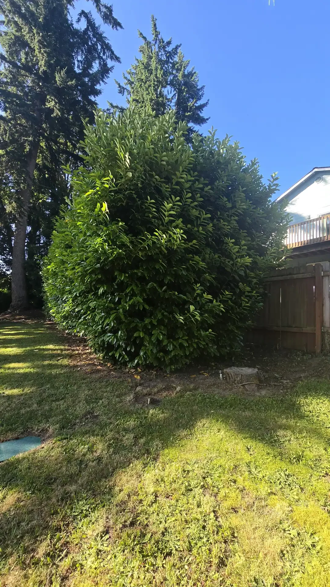 Yard cleanup project by Saratoga Home Services & Landscaping