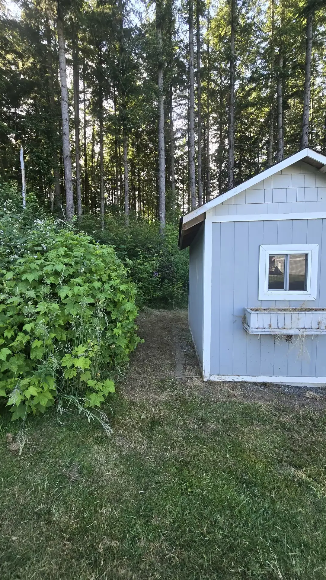 Yard cleanup project by Saratoga Home Services & Landscaping